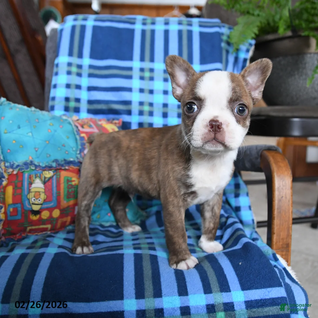 Boston Terrier dogs for sale: Question - Ad 2
