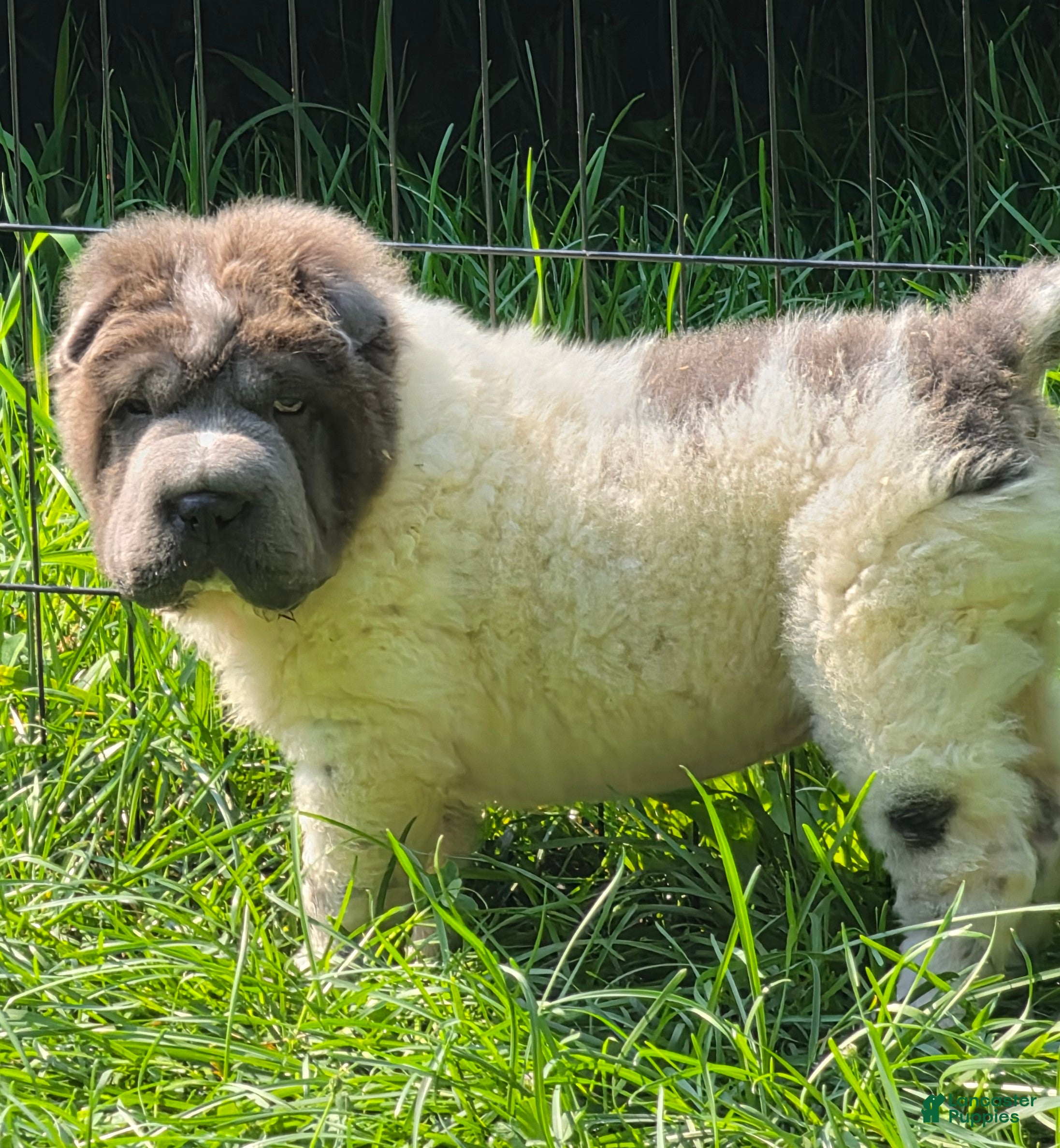 Shar Pei dogs Tiny Tom flower bear coat mini  - Ad 1