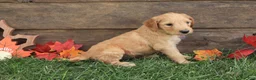 Goldendoodle dogs for sale: Noah - Ad 2
