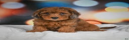 Mini Aussiedoodle dogs for sale: Annie - Ad 1