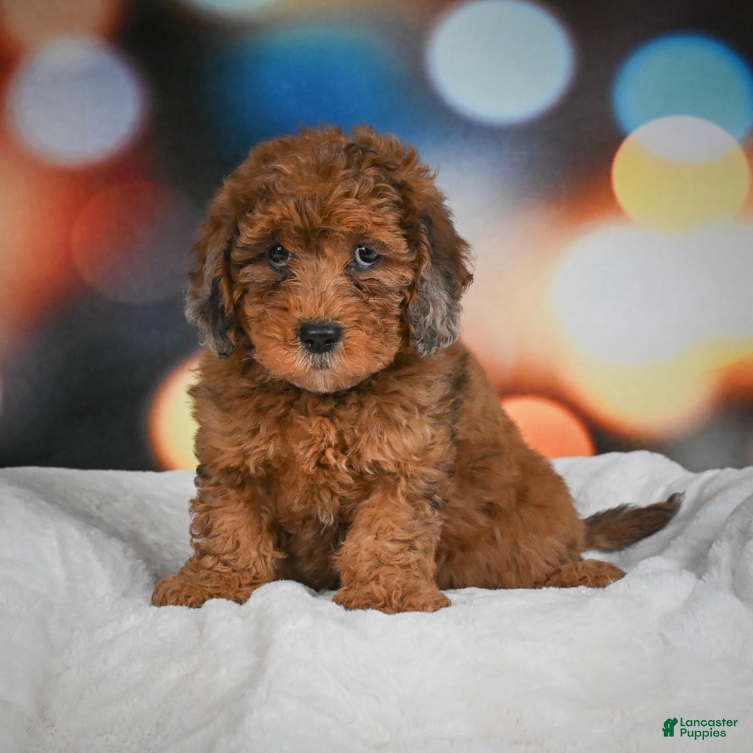 Mini Aussiedoodle dogs for sale: Annie - Ad 1
