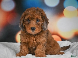 Mini Aussiedoodle dogs Annie - Ad 11
