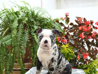 Boston Terrier dogs - Ad 23