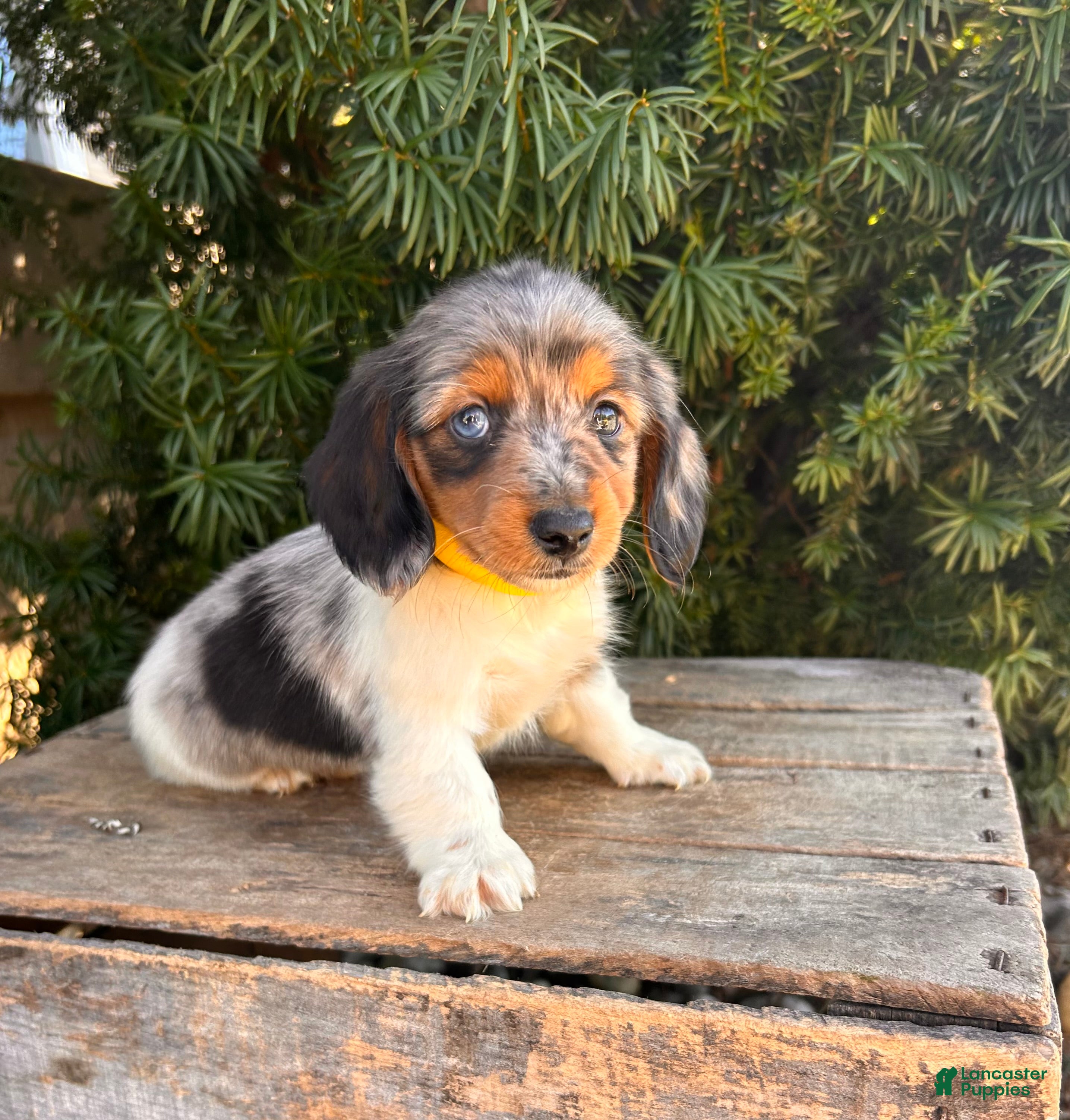 Dachshund dogs Coconut - Ad 1