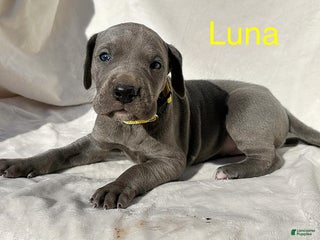 Great Dane dogs - Ad 19