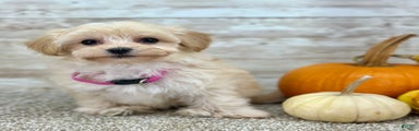 Maltipoo Puppy 2
