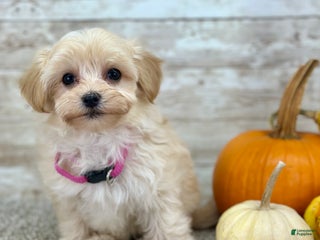 Maltipoo dogs - Ad 6