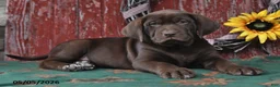 Labrador Retriever dogs for sale: Dakota - Ad 2