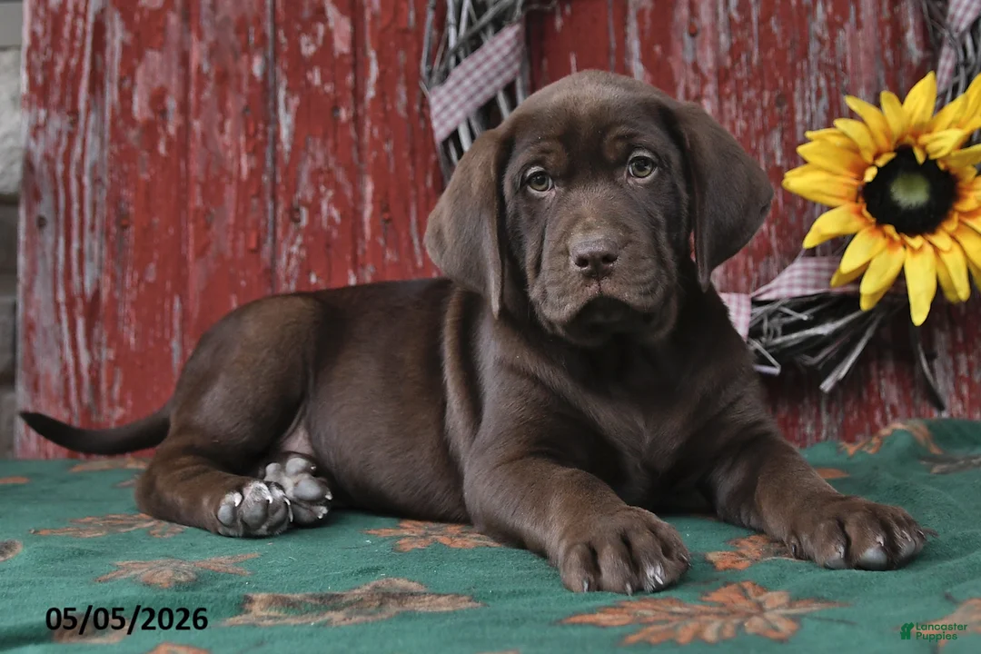 Labrador Retriever dogs for sale: Dakota - Ad 2