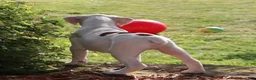 Boxer dogs for sale: Orlando - Ad 11