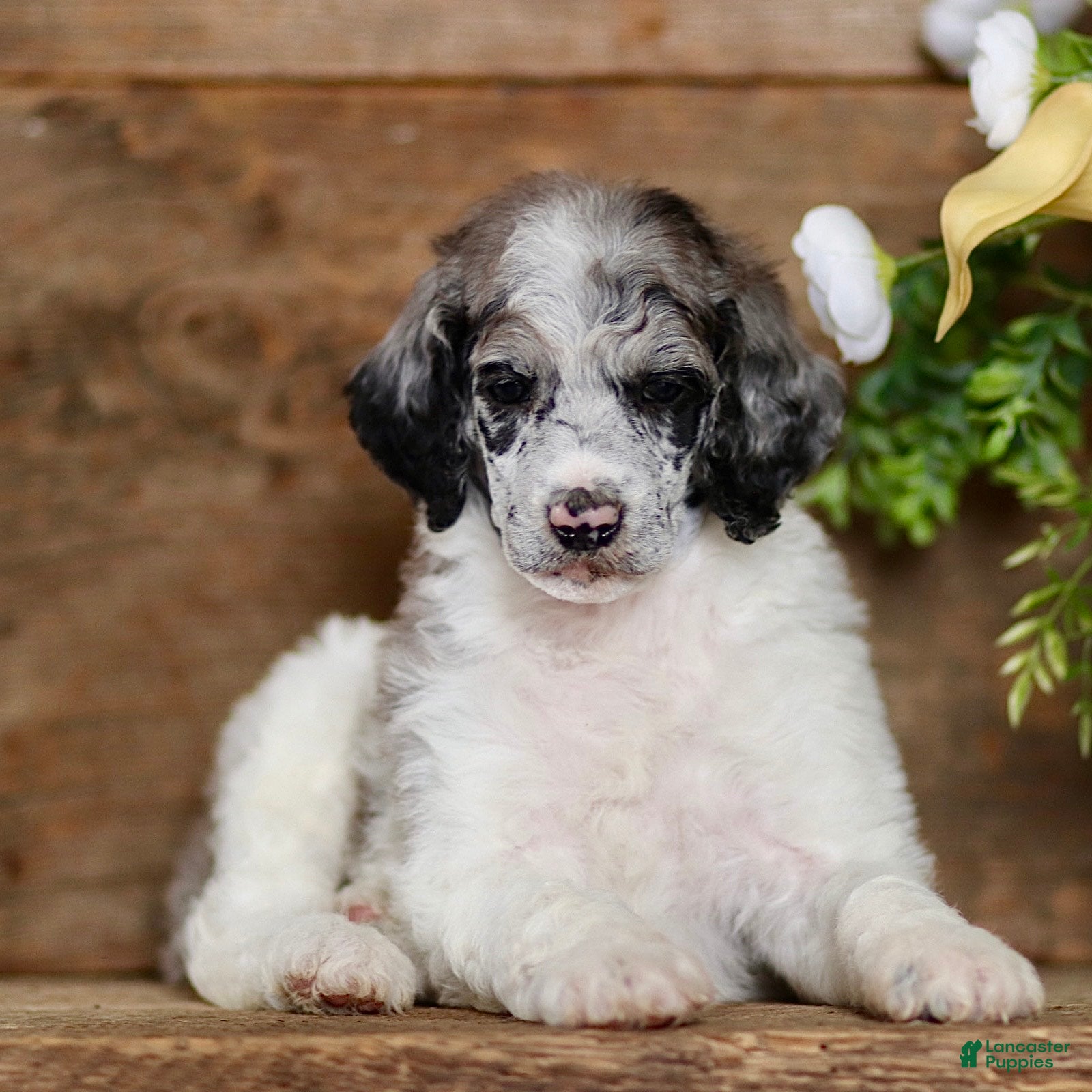 Standard Poodle dogs Tory - Ad 2