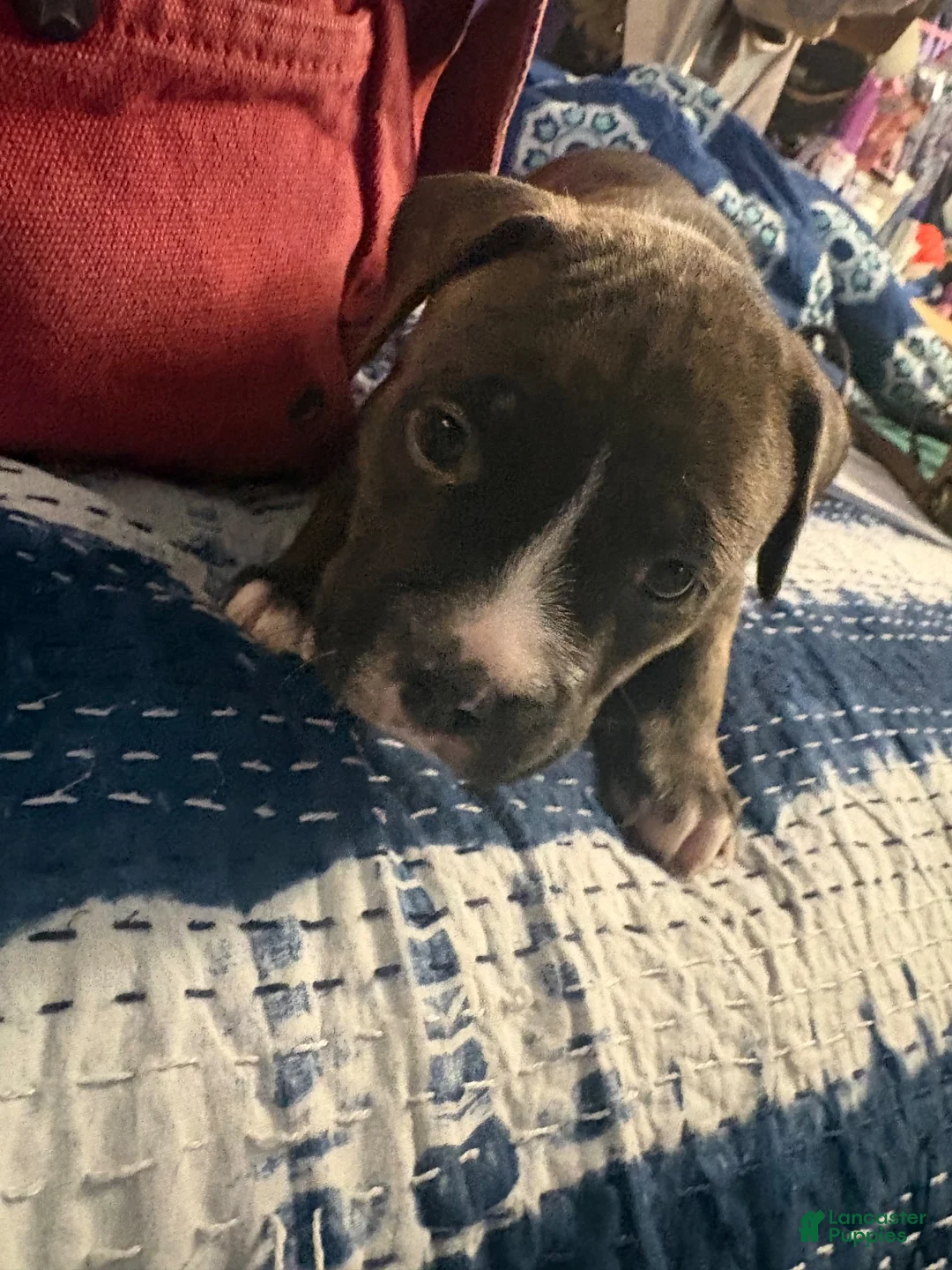 Mixed Breed dogs for sale: Mixed Breed 4 - Ad 2
