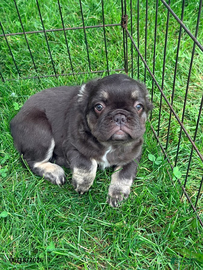 French Bulldog dogs Heidi - Ad 30