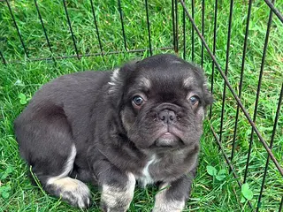 French Bulldog dogs Heidi - Ad 30