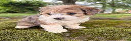 Corgipoo dogs for sale: Willow-F1B-CorgiPoo Merle - Ad 4