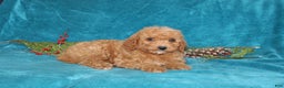 Mini Goldendoodle dogs for sale: Peace - Ad 2