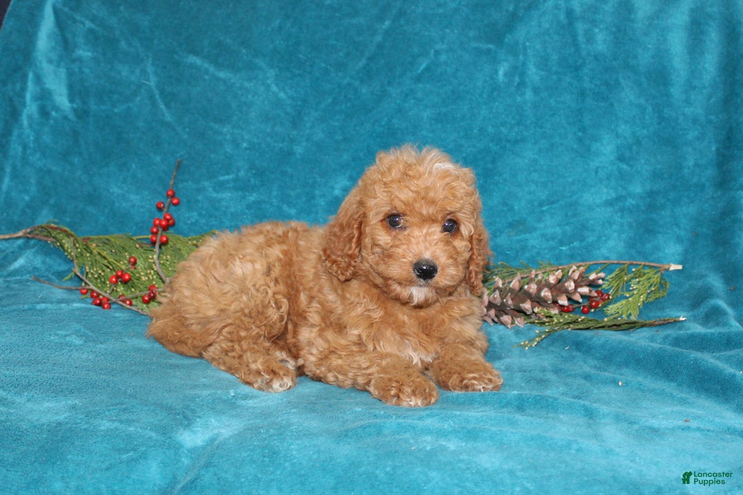Mini Goldendoodle dogs for sale: Peace - Ad 2
