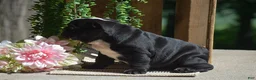 English Bulldog dogs for sale: Panda - Ad 3