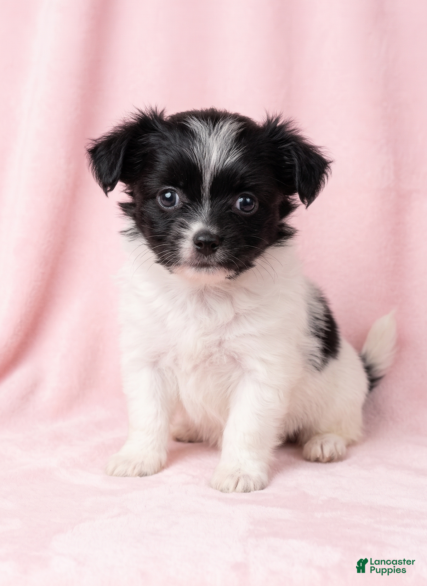 Mixed Breed dogs Lola - Ad 1