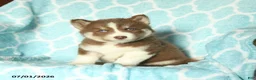 Pomsky dogs for sale: Hershey - Ad 4