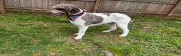 Standard Poodle dogs for stud: Goose~Brown & White Standard Parti Poodle - Ad 2
