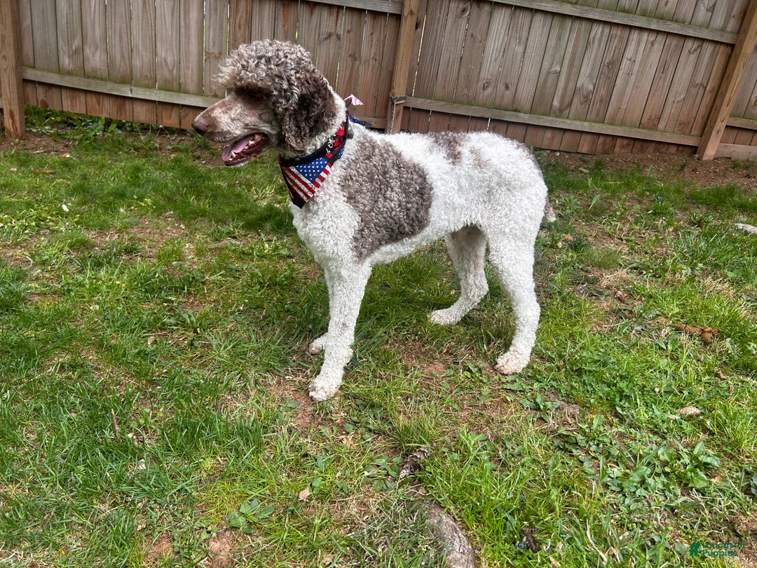 Standard Poodle dogs for stud: Goose~Brown & White Standard Parti Poodle - Ad 2