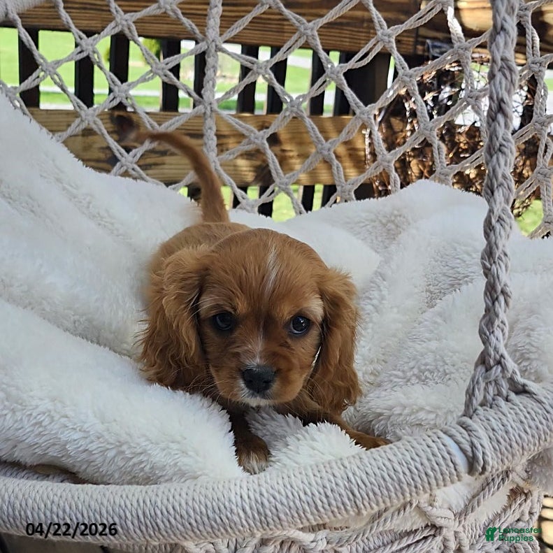 Cavapoo dogs Wren - Ad 2