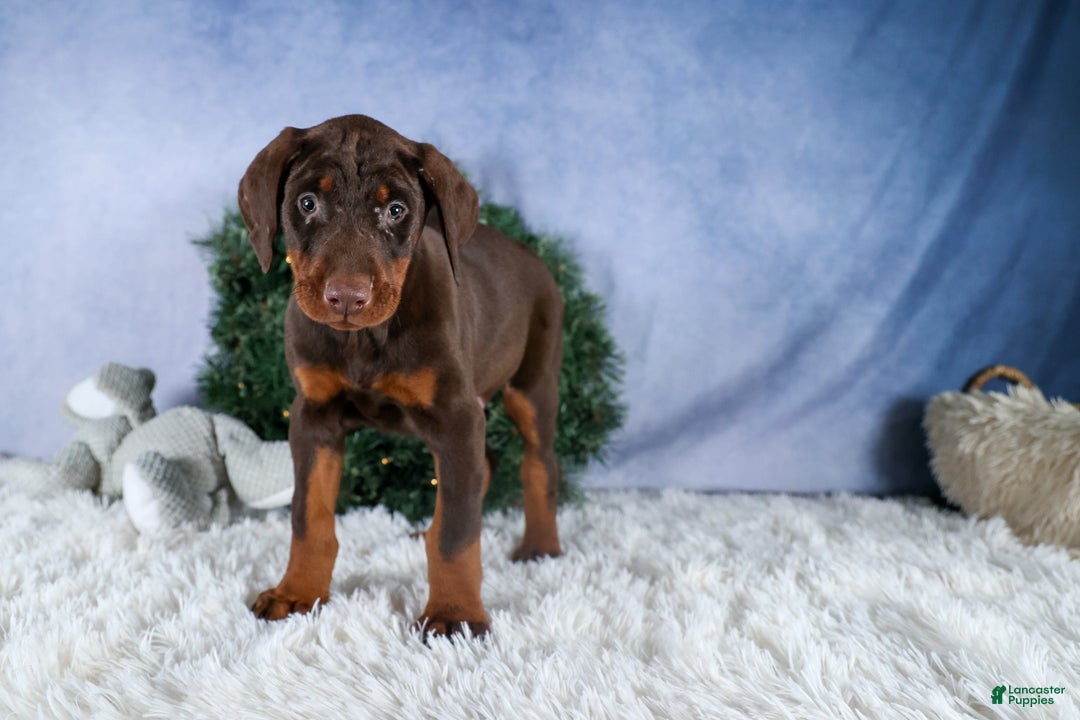Doberman Pinscher dogs for sale: TYSON - Ad 17