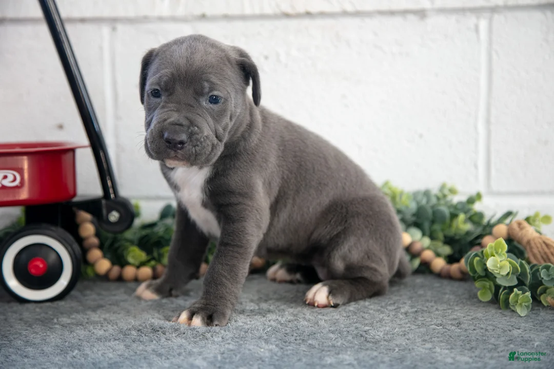 Cane Corso dogs for sale: Stacy - Ad 3