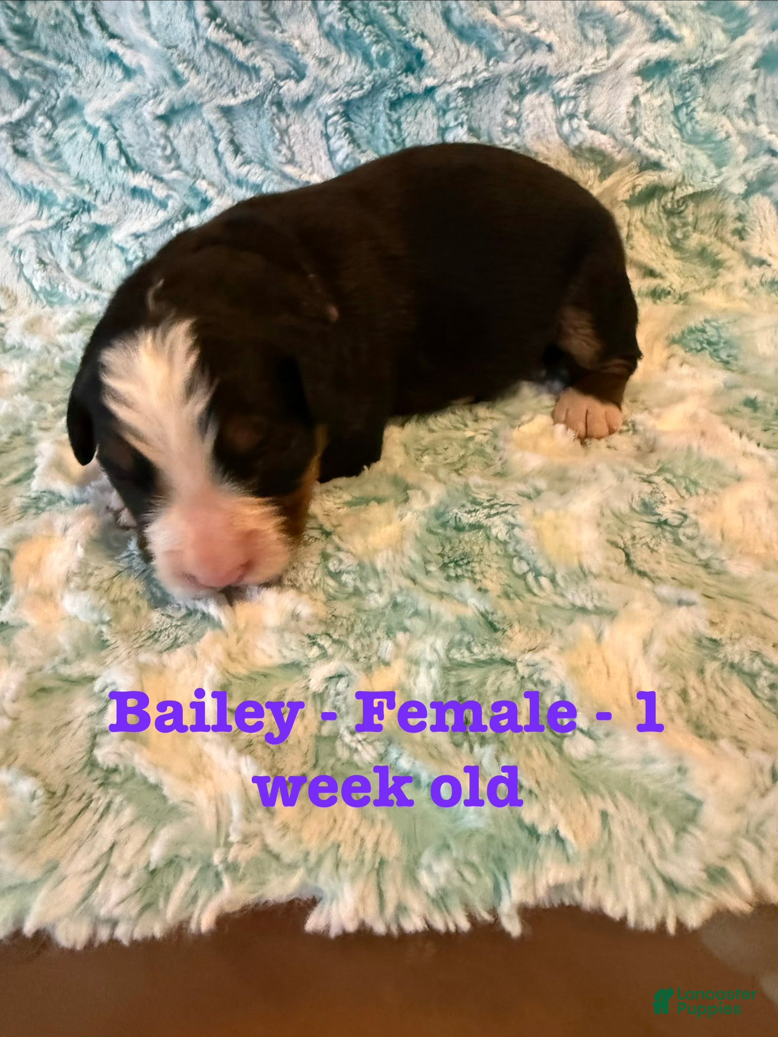 Bernese Mountain Dog dogs Bailey - Ad 12
