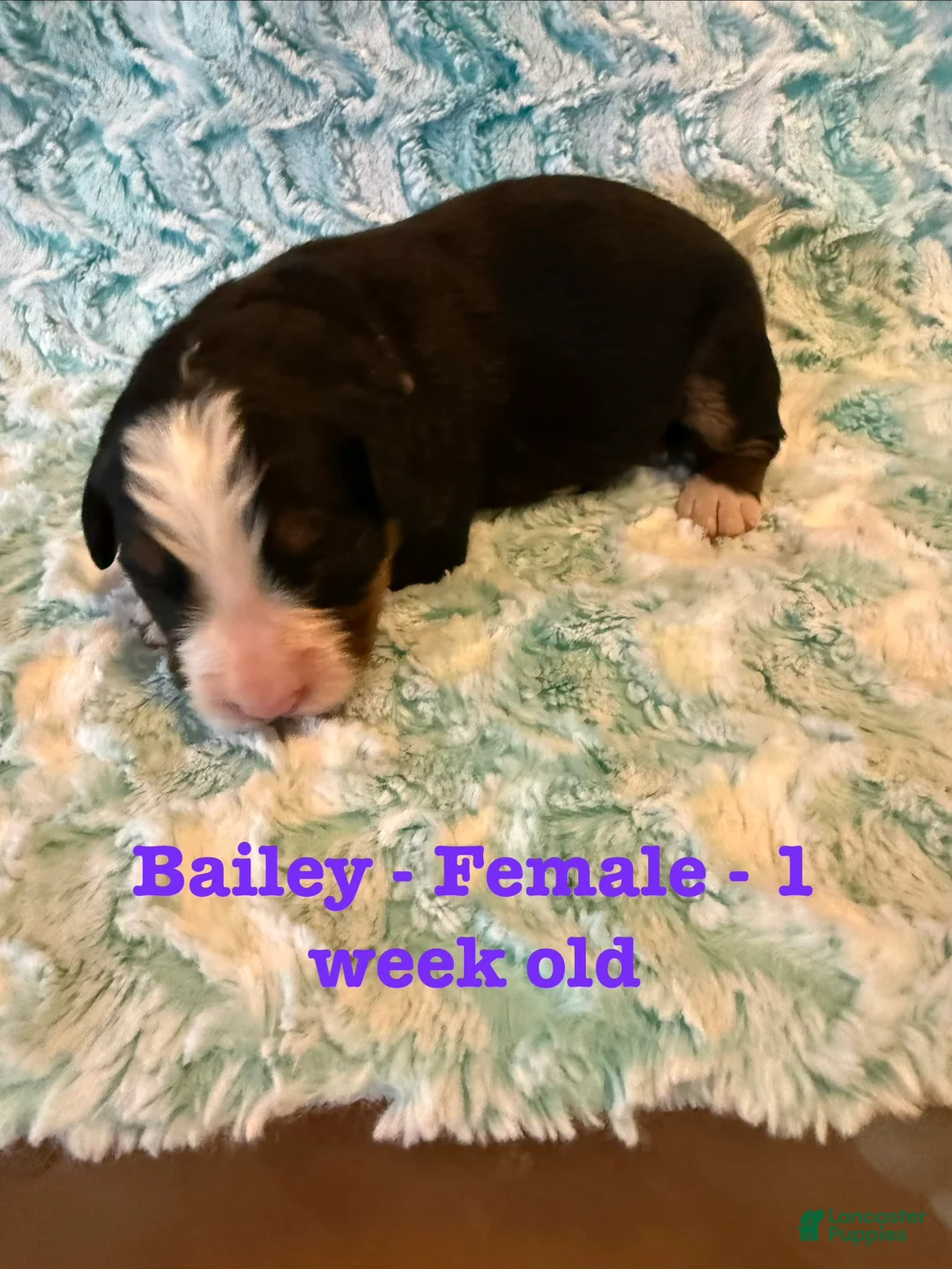 Bernese Mountain Dog dogs for sale: Bailey - Ad 1