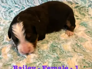 Bernese Mountain Dog dogs Bailey - Ad 11