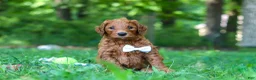 Goldendoodle dogs for sale: Freddy - Ad 3