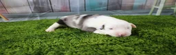 Miniature Australian Shepherd dogs for sale: Boston - Ad 11
