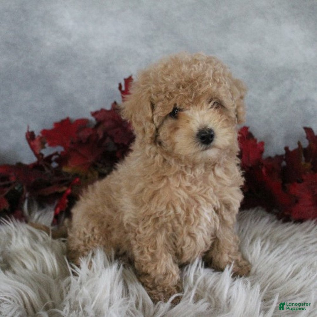 Toy Poodle dogs for sale: Travis - Ad 1