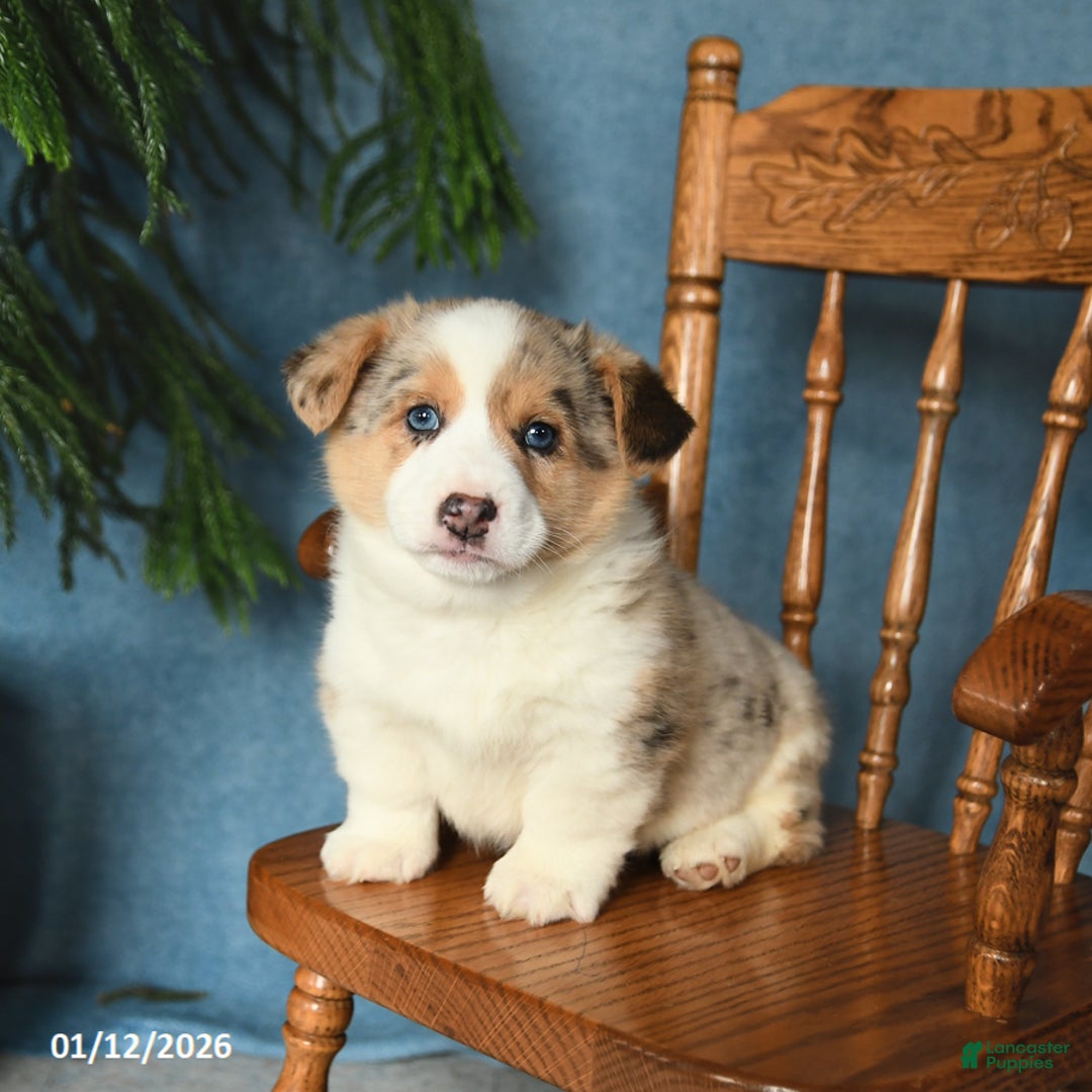 Welsh Corgi Pembroke dogs for sale: Jasper - Ad 2