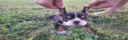 English Bulldog dogs for sale: Ruby - Ad 6