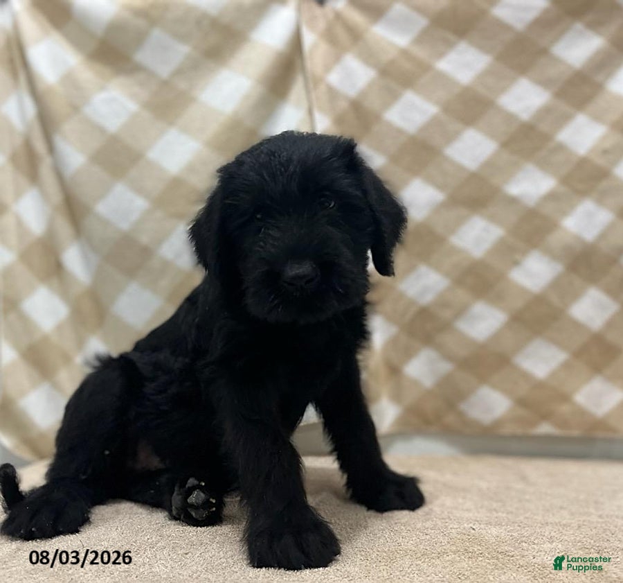 Giant Schnauzer dogs Billy - Ad 1