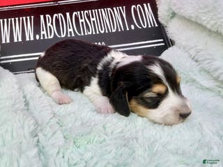 Miniature Dachshund dogs S.African/Russian Pie cream points - Ad 35