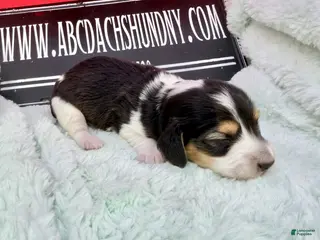 Miniature Dachshund dogs S.African/Russian Pie cream points - Ad 9