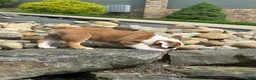 English Bulldog dogs for sale: Luna - Ad 5