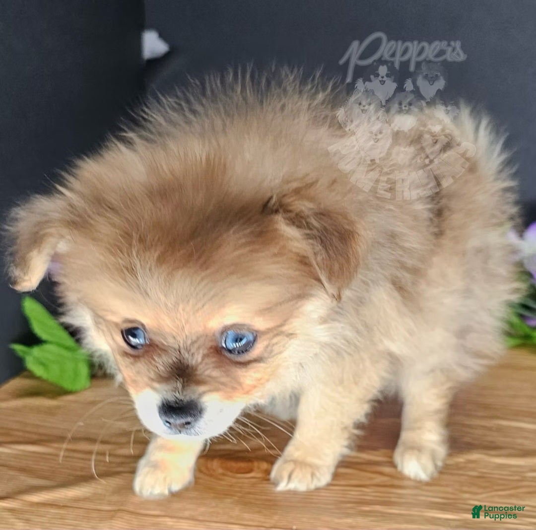Pomeranian dogs Pepper's Long Shot - "Archer" - Ad 1