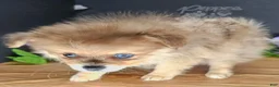 Pomeranian dogs for sale: Pepper's Long Shot - "Archer" - Ad 1