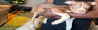 Mixed Breed 6