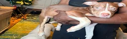 Mixed Breed dogs for sale: Mixed Breed 6 - Ad 1