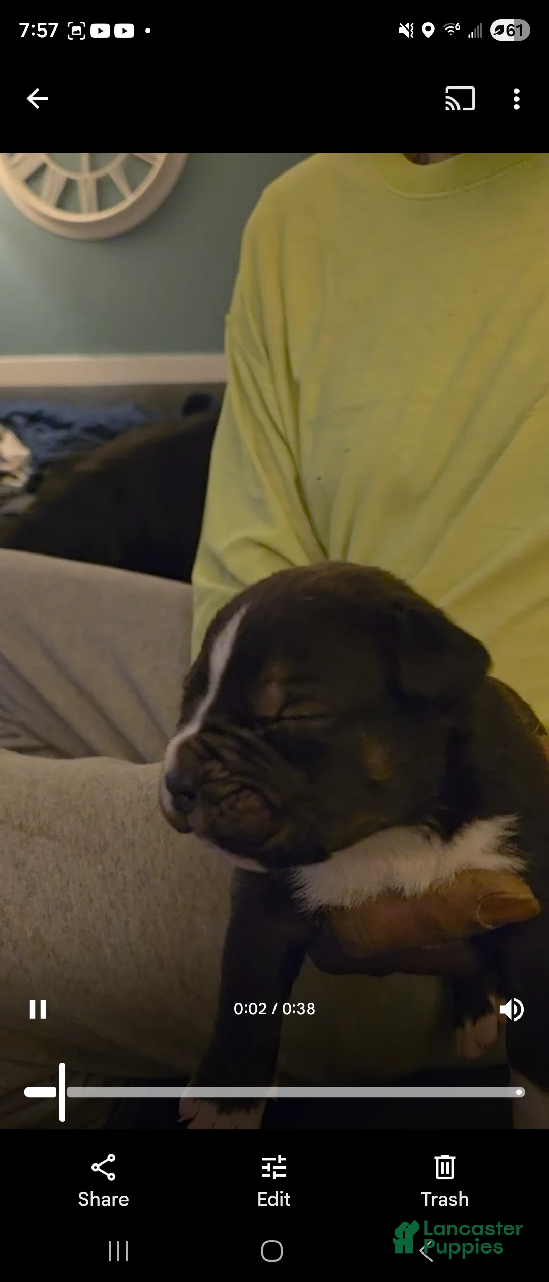 Mixed Breed dogs for sale: Mixed Breed Puppy 5 - Ad 3