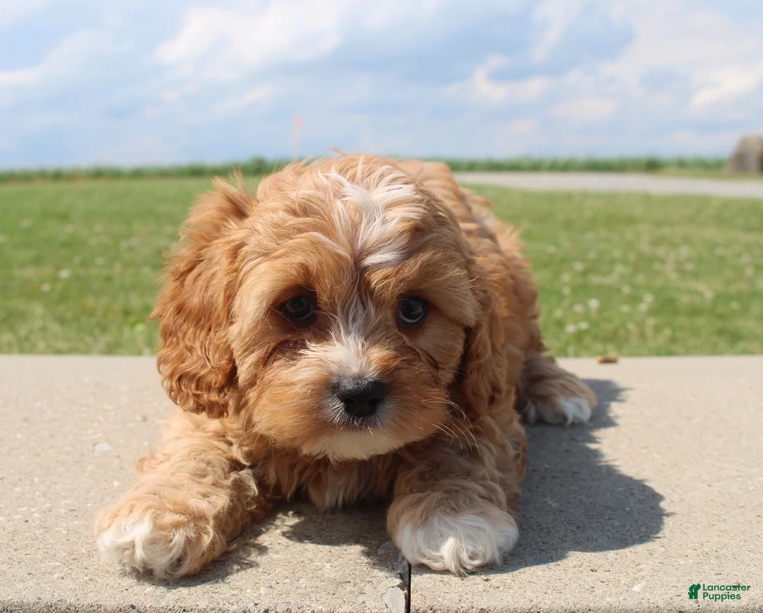 Cavapoo dogs for sale: Sky - Ad 2