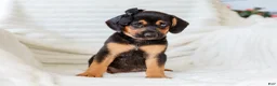 Mixed Breed dogs for sale: Arlo Beagle Mix Puppy - Ad 3