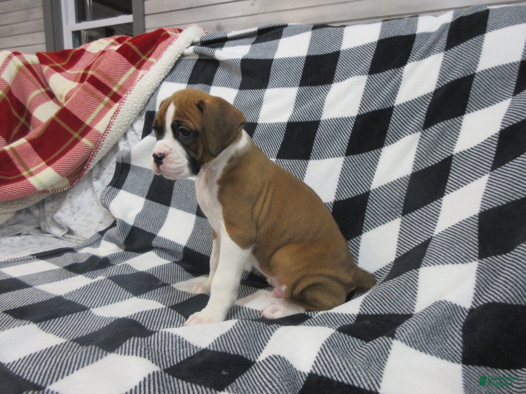 Boxer dogs for sale: Duke - Ad 4