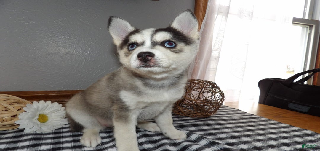 Gallery Image {{count}}